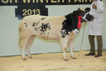 J & S Wareham's Champion Pure-bred heifer and Overall Pedigree Champion Wareham's Heather